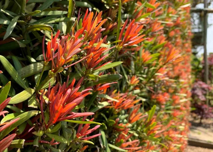 Podocarpus macrophyllus Mood Ring®, Chinese Podocarpus Mood Ring®, Shrubby Podocarpus Mood Ring®, Podocarpus macrophyllus 'Sosa'