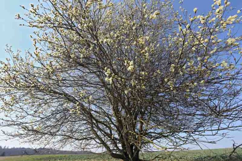 Salix caprea, Pussy Willow, Goat Willow, Florist's Willow, Great Sallow, Kilmarnock Willow, Northamptonshire Palm, Palm Willow, Sallow, Sally