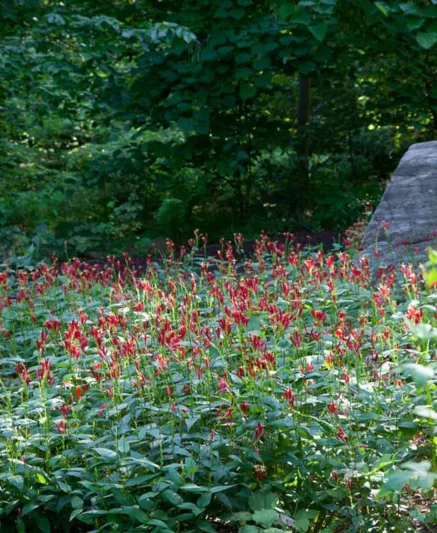 Spigelia marilandica, Indian Pink, Carolina Pink, Maryland Pinkroot, Star Bloom, Worm Grass, Red Flowers