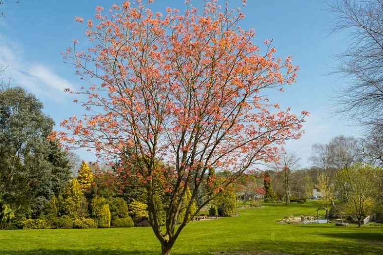 Acer pseudoplatanus 'Brilliantissimum', Sycamore 'Brilliantissimum', Pink Sycomore, Sycamore Maple, Pink Acer, Pink Leaves