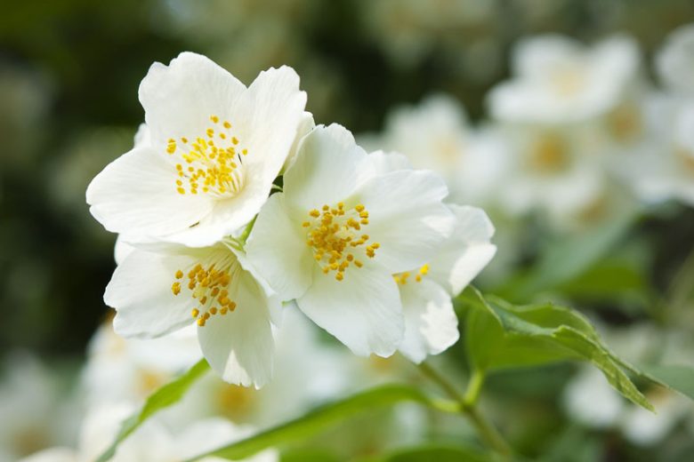 philadelphus coronarius, Mock Orange,  Sweet Mock Orange, White flowers, Fragrant shrub, Flowering Shrub