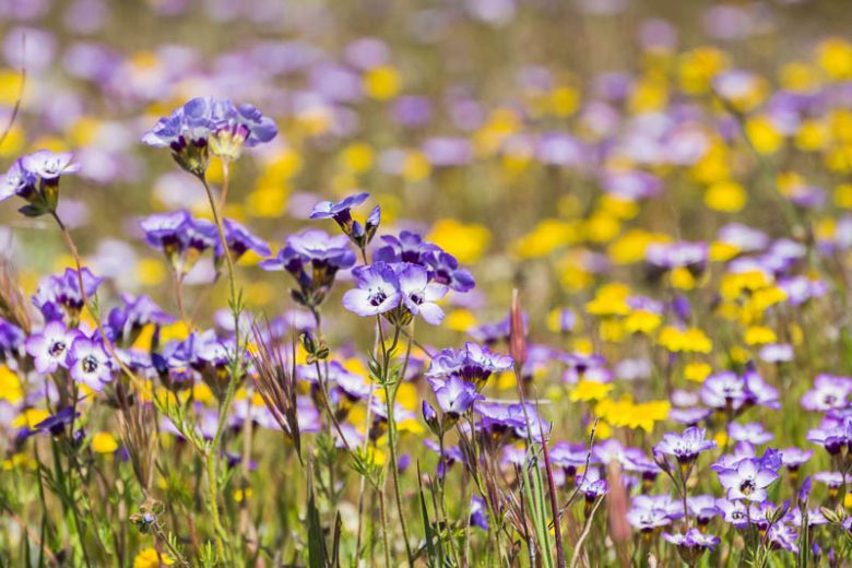 Gilia tricolor, Bird's-Eye Gilia, Bird's-Eyes, Tricolor Gilia, Drought tolerant flowers