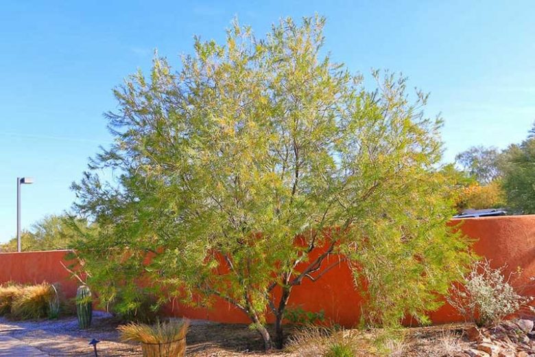 Chilopsis linearis, Desert Willow, Flowering-Willow, Willowleaf Catalpa, Desert Catalpa, Flor de Mimbre, Mimbre, Bow Willow, False-Willow, Jano, Catalpa-willow, Pink Flowers, Drought tolerant tree
