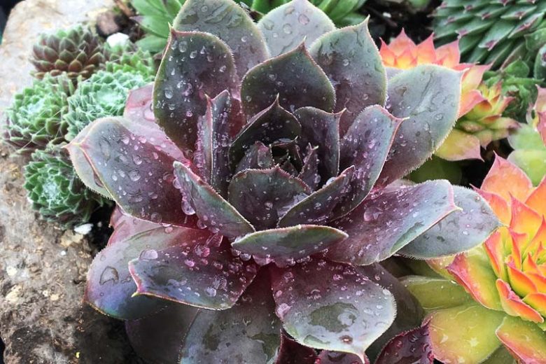 Sempervivum Plum Parfait, Hens and Chicks Plum Parfait, Houseleek Plum Parfait, Chick Charms Series, succulent, evergreen succulent, Green Succulent, drought tolerant perennial, drought tolerant plant