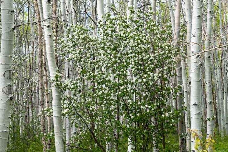 Amelanchier utahensis