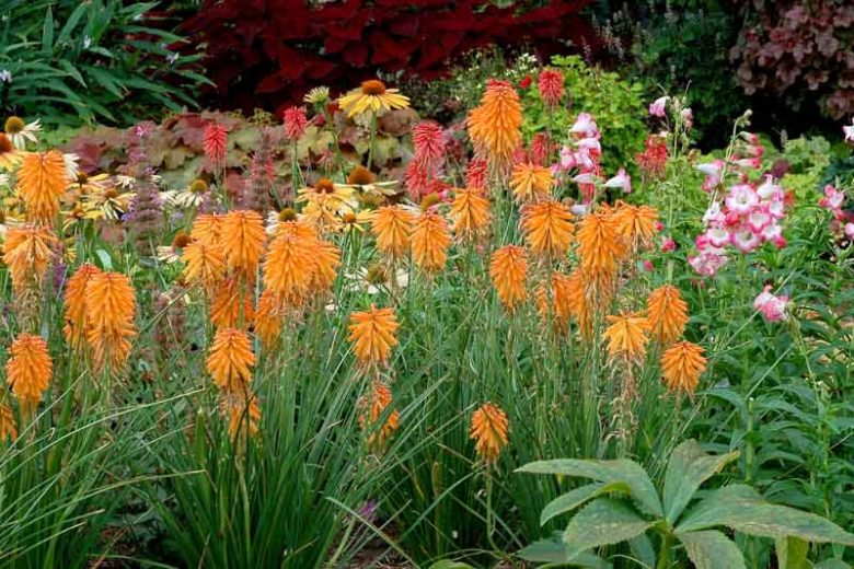 Kniphofia Poco Orange, Red Hot Poker Poco Orange, Poker Plant Poco Orange, Torch Lily Poco Orange, Tritoma Poco Orange, Kniphofia 'Tnknipo', Poco Series, Orange flowers, Orange Kniphofia, Orange Red Hot Poker, Orange Poker Plant, Orange Torch Lily