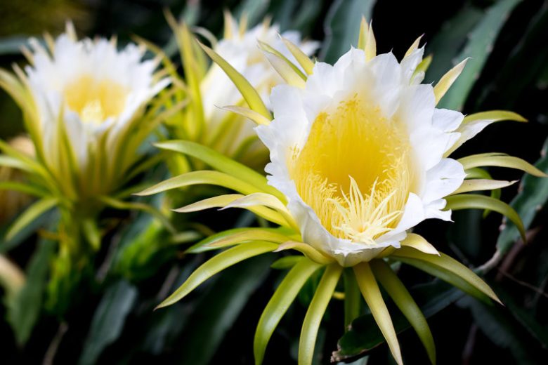 Hylocereus undatus, Dragonfruit, Dragon Fruit, Night-Blooming Cereus, Strawberry Pear, Pitahaya, Tuna, Nopal, Pitajaya, Belle of the Night, Conderella Plant, Honolulu Queen, Moonlight Cactus, Queen of the Night,