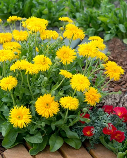 Calendula  officinalis 'Yellow Porcupine', Pot Marigold Yellow Porcupine, English Marigold Yellow Porcupine, Yellow Calendula, Yellow Pot Marigold, Yellow Marigold