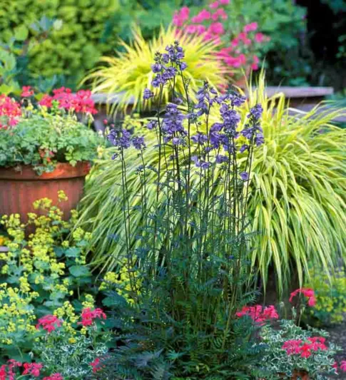 Polemonium yezoense var. hidakanum Bressingham Purple, Jacob's Ladder Bressingham Purple, Hokkaido Jacob's ladder Bressingham Purple, Polemonium 'Polbress', Blue Flowers