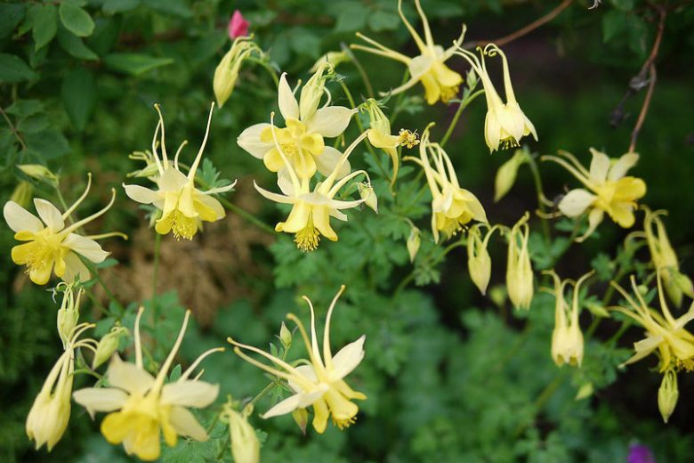 Aquilegia Chrysantha, Golden Columbine, Golden-Flowered Columbine,  Yellow Columbine, Southwestern Yellow Columbine, Yellow Aquilegia