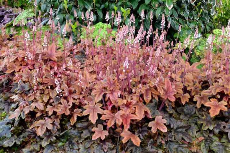 Heucherella 'Brass Lantern', Foamy Bells 'Brass Lantern', Shade plants, Evergreen perennials, Copper Heucherella, Copper Foamy Bells