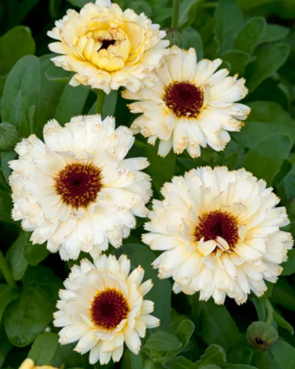 Calendula  Princess', Pot Marigold Princess, English Marigold  Princess, Yellow Calendula, Yellow Pot Marigold, Yellow Marigold, White Calendula, White Pot Marigold, White Marigold