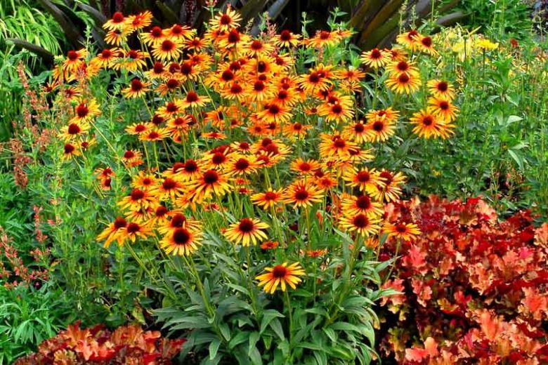 Echinacea 'Flame Thrower', Coneflower 'Flame Thrower', Orange coneflower, Orange coneflowers, Orange Echinacea, Yellow coneflower, Yellow coneflowers, Yellow Echinacea, Coneflower, Coneflowers