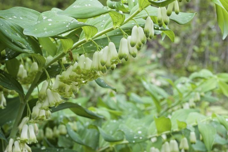 Polygonatum commutatum, Great Solomon's Seal, Giant Solomon's Seal Seal Flower, Polygonatum biflorum, Polygonatum canaliculatum, Polygonatum giganteum, shade perennials, wet soil perennials