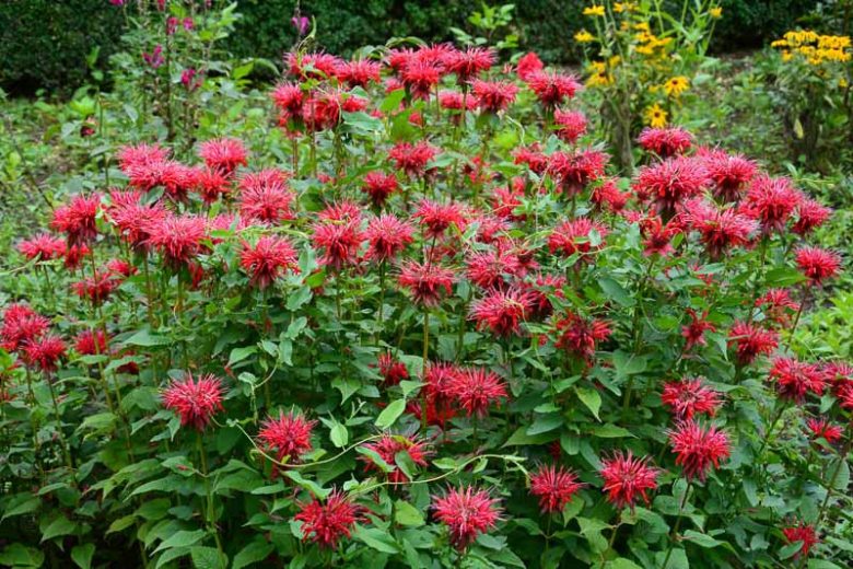 Monarda didyma, Scarlet Beebalm, Oswego Tea, Red Bergamot, Bergamot, Bee Balm, Bee Balm Tea Plant, Fragrant Balm, Hare Mint, Indian Feathers, Indian Plume,