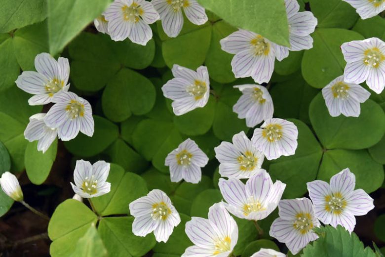 Oxalis oregana, Redwood Sorrel, Oregon Oxalis
