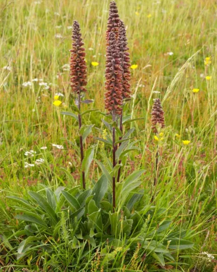 Digitalis Parviflora,Small-Flowered Foxglove, brown flowers, chocolate flowers, deer tolerant perennial