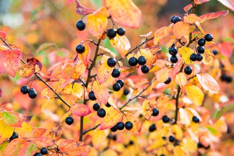 Photinia floribunda, Purple Chokeberry, Red Chokeberry, Aronia arbutifolia var. atropurpurea, Aronia atropurpurea, Aronia floribunda, Aronia x prunifolia, Pyrus floribunda, Sorbus arbutifolia var. atropurpurea