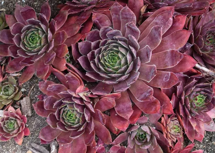Sempervivum Peggy, Hens and Chicks Peggy, Houseleek Peggy, Small succulent, evergreen succulent, Red Succulent, drought tolerant perennial, drought tolerant plant