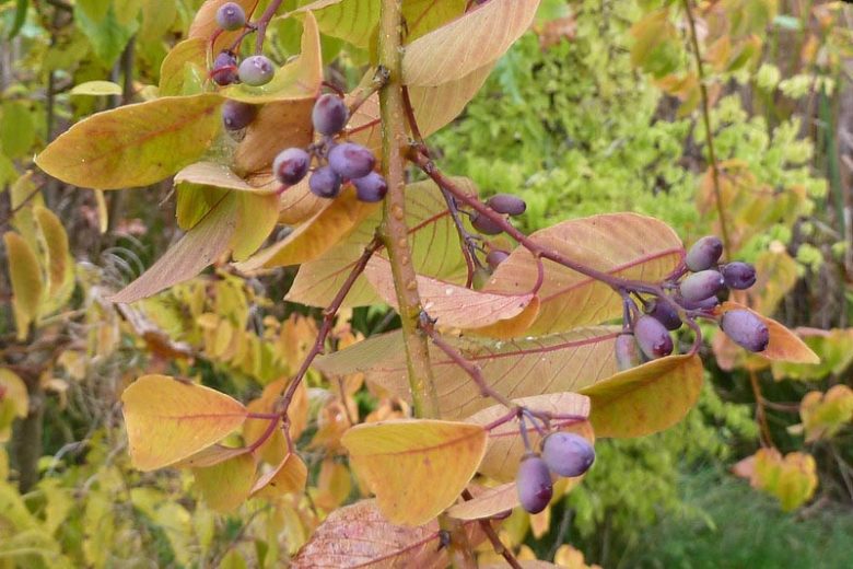 Berchemia scandens, Alabama Supple-jack, Alabama Supplejack, Rattan-vine, Rattan Vine, Vine Rattany