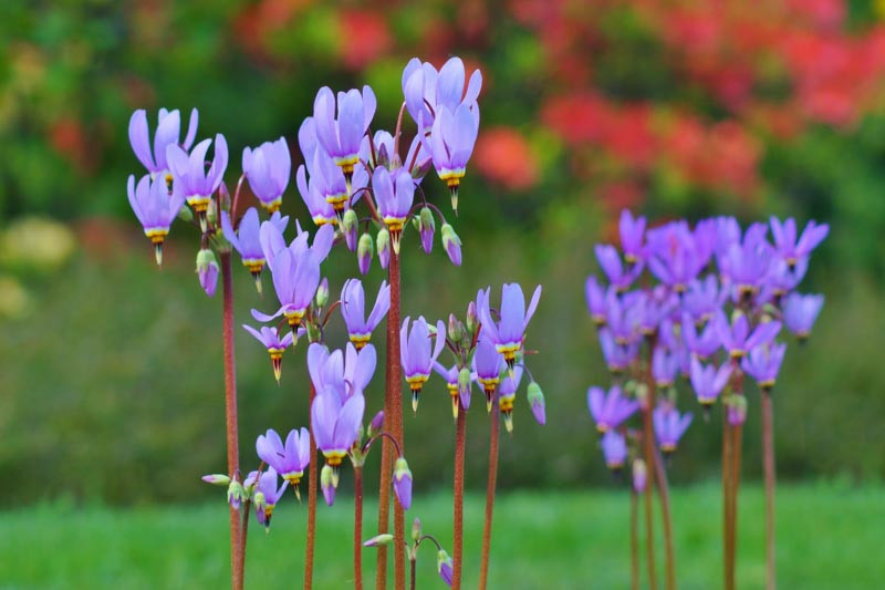 Dodecatheon, Shooting Star, Eastern Shooting Star, Pride Of Ohio, Roosterheads, Prairie Pointers, Prairie Cyclamen, Dark Throat Shooting Star, Few-flower Shooting Star, Western Shooting Star,