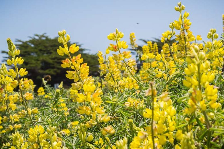 Lupinus arboreus, Yellow Bush Lupine, Bush Lupine, Tree Lupine, Yellow Flowers, Yellow Perennial