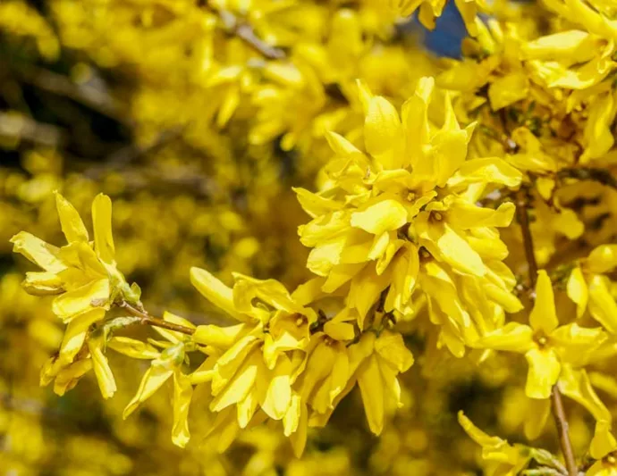 Forsythia ovata, Korean Forsythia, Early Forsythia, Yellow Flowers,  Winter Flowers, Early spring flowers, flowering shrubs, hardy shrubs