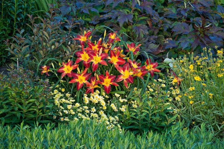Hemerocallis 'Ruby Spider', Daylily 'Ruby Spider', Day Lily 'Ruby Spider', 'Ruby Spider' Daylily, daylilies, Daylily, Day Lilies, Spider Daylilies, Spider Daylily, Red flowers, Red day lily, Red Daylily, Hemerocallidaceae, perennial, plant