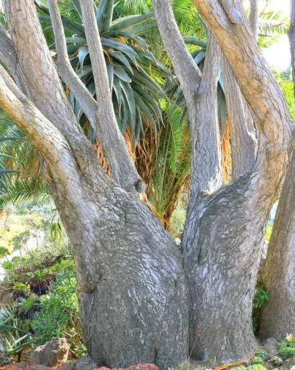 Aloidendron barberae, Tree Aloe, Aloe bainesii, Aloe barberae, Hardy succulent