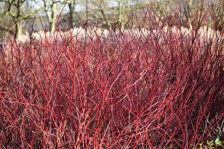 Cornus Alba Argenteo-marginata, Tatarian Dogwood 'Argenteo-marginata', Red-Barked Dogwood 'Argenteo-marginata', Cornus alba 'Albovariegata', Cornus alba 'Elegantissima', Red stems, Variegated Dogwood, Variegated Tatarian Dogwood