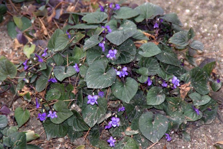 Viola labradorica, Alpine Violet, American Dog Violet, Labrador Violet, Viola adunca var. minor, Viola conspersa, Shade plants, shade perennial, violet flowers, plants for shade