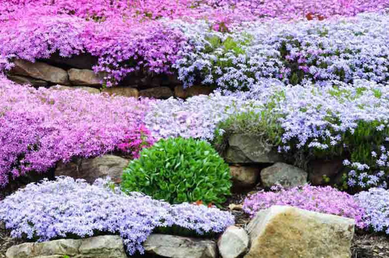 Phlox Subulata, Alpine Phlox, Creeping Phlox, Moss Phlox, Moss Pink, Rock Pink, Pink Phlox, Pink flowers, Pink Groundcover
