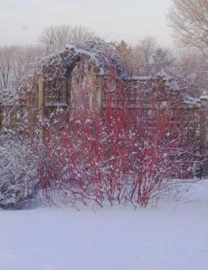 Cornus Alba Baton Rouge, Tatarian Dogwood Baton Rouge, Red-Barked Dogwood Baton Rouge, Siberian Dogwood Baton Rouge Deciduous Shrubs, Foliage, Fall color, Winter color, shrub with berries