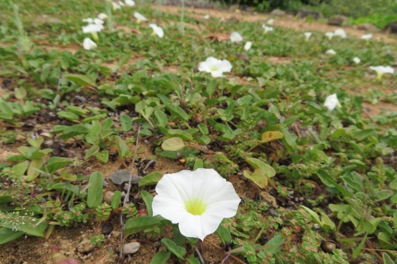 Ipomoea imperati, Beach Morning-glory, Beach Morning Glory, Ipomoea stolonifera, Perennial Vine, Native Florida Vine, White Flowers