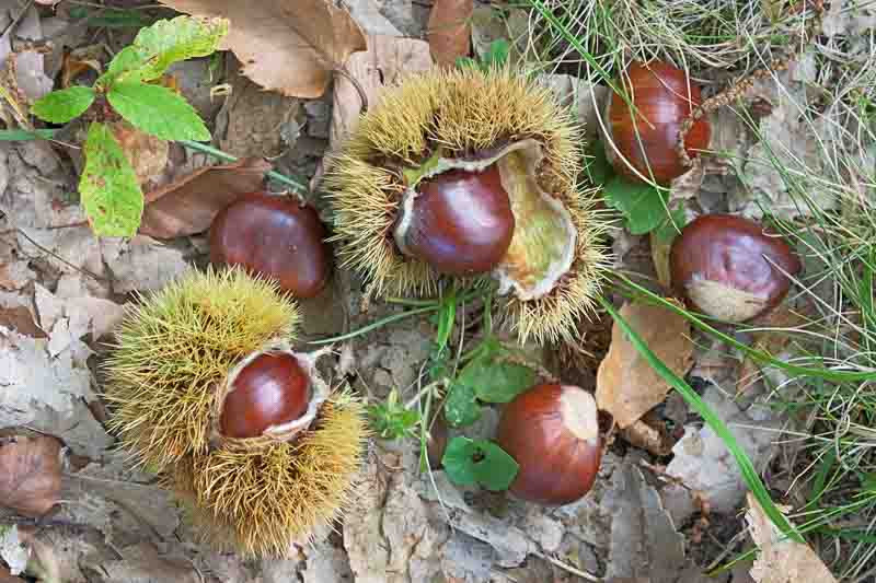 Castanea, European Chestnut, Sweet Chestnut, Spanish Chestnut, Chinese Chestnut, American Chestnut