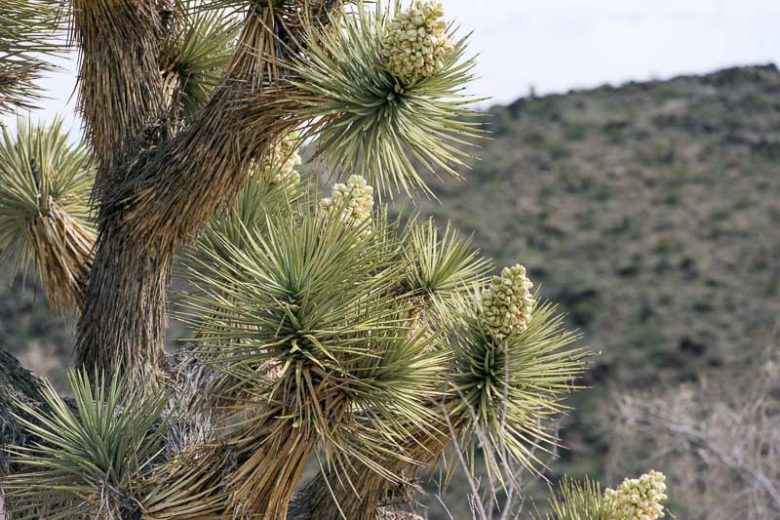 Yucca brevifolia, Joshua Tree, Tree Yucca, Cactus-Yucca, Yucca-Palm, evergreen Tree, Drought Tolerant Tree