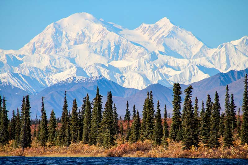 Alaska Native Plants