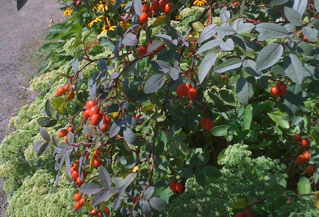Rosa glauca, redleaf rose