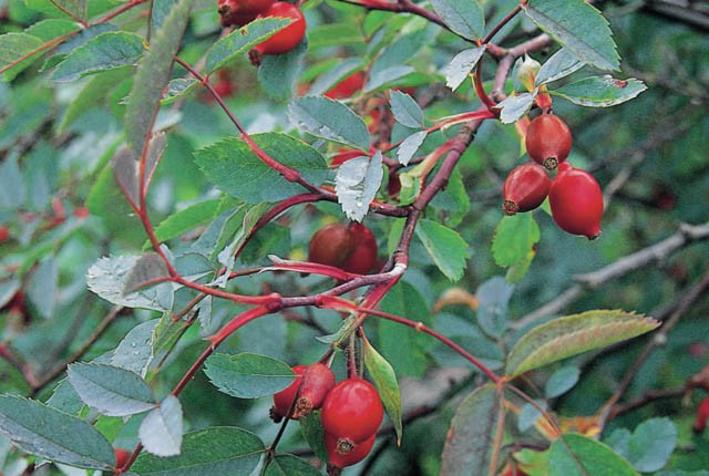 Rosa Glauca,Redleaf Rose, Red-Leaved rose, Rosa ferruginea, Rosa rubrifolia, Shrub Roses, pink roses, fragrant roses
