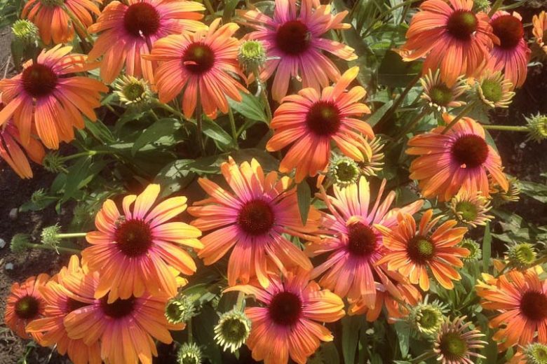 Echinacea purpurea Rainbow Marcella, Rainbow Marcella Echinacea, Purple Coneflower Rainbow Marcella, Echinacea 'Rainb299', Butterfly Series, Orange Coneflowers, Orange Echinaceas