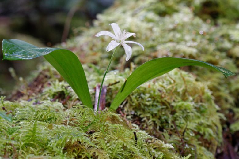 Clintonia uniflora, Bride's Bonnet, Queen Cup, Bead Lily, Smilacina borealis var. uniflora, White flowers, shade perennials