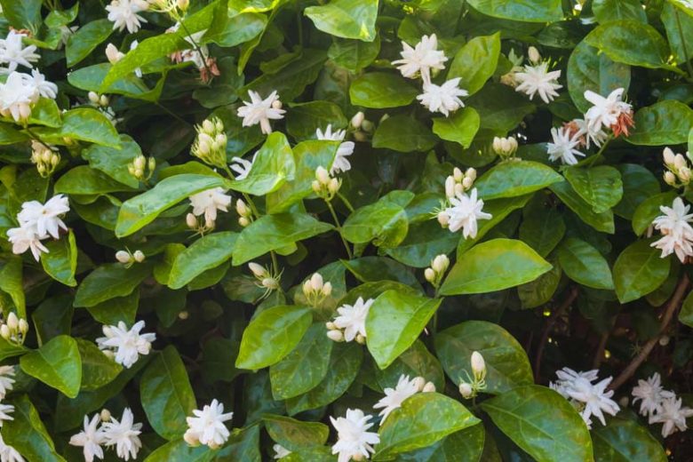 Jasminum Sambac, Arabian Jasmine, Mohle Flower, White-Flowered Indian Jasmine, Zambac, Sampa Gita,Fragrant Vine, Fragrant Shrub, Evergreen Vine, evergreen shrub, White Flowers