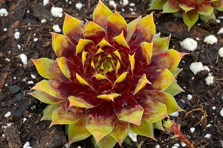 Sempervivum Lotus Blossom, Hens and Chicks Lotus Blossom, Houseleek Lotus Blossom, Chick Charms Series, succulent, evergreen succulent, Red Succulent, drought tolerant perennial, drought tolerant plant