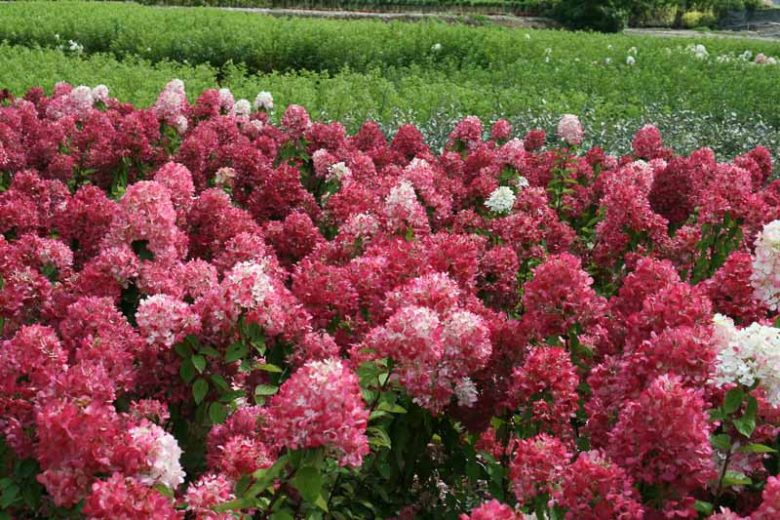 Hydrangea Paniculata Diamond Rouge, Diamond Rouge Hydrangea, Hydrangea 'Diamond Rouge', Panicle Hydrangea 'Diamond Rouge', Paniculate Hydrangea 'Diamond Rouge',  Hydrangea paniculata 'Rendia