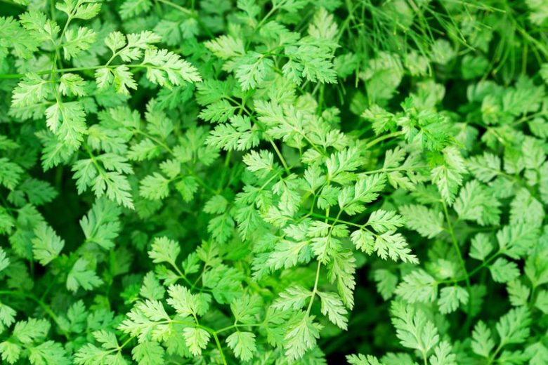 Chervil, Anthriscus cerefolium, Chervil, Common Chervil, French Parsley, Hedge Parsley, Garden Chervil, Companion Planting, Culinary Herb, Kitchen Garden
