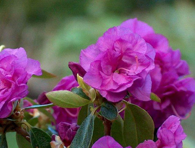 Rhododendron 'April Rose', 'April Rose' Rhododendron, Early Season Rhododendron, Purple Azalea, Purple Rhododendron, Purple Flowering Shrub, Evergreen Rhododendron