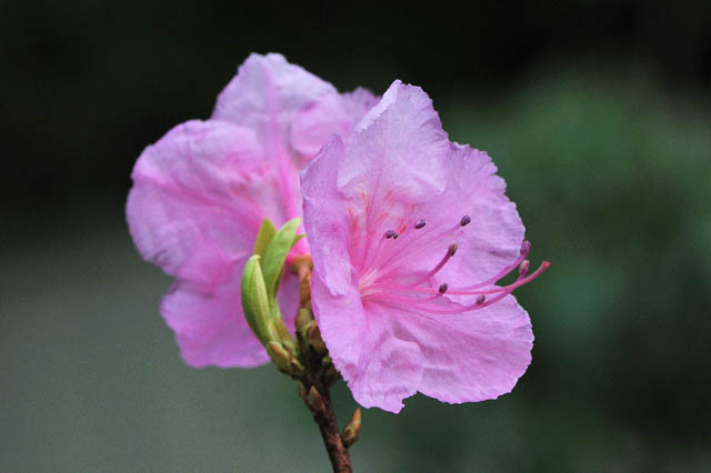 Rhododendron Mucronulatum 'Cornell Pink', 'Cornell Pink' Rhododendron, Rhododendron 'Cornell Pink', Very Early Season Rhododendron, Pink Rhododendron, Pink Flowering Shrub, Evergreen Rhododendron
