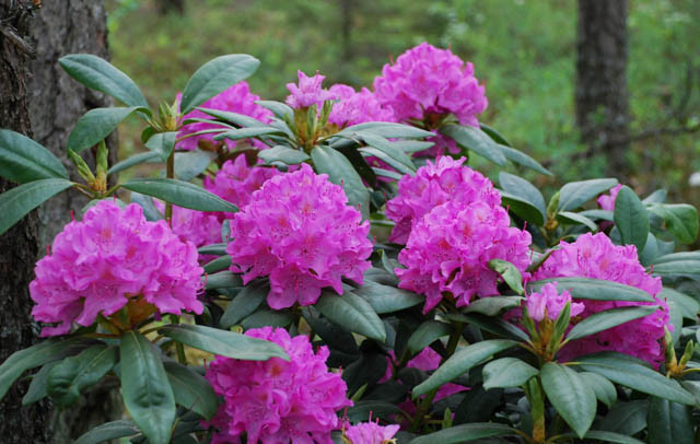 Rhododendron 'English Roseum', 'English Roseum' Rhododendron, Late Midseason Rhododendron, Evergreen Rhododendron, Purple Rhododendron, Purple Flowering Shrub