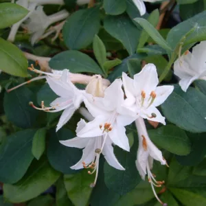 Rhododendron 'Fragrant Star', 'Fragrant Star' Rhododendron, 'Fragrant Star' Azalea, Midseason Azalea, Deciduous Azalea, Fragrant Rhododendron, White Azalea, White Rhododendron, White Flowering Shrub