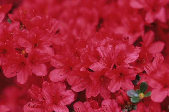 Rhododendron 'Hino Crimson', 'Hino Crimson' Rhododendron, 'Hino Crimson' Azalea, Azalea 'Hino Crimson, Evergreen Azalea, Early Midseason Rhododendron, Mid Season Rhododendron, Evergreen Rhododendron, red flowers, red rhododendron, red flowering shrub